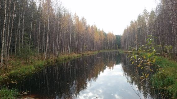 Парк Кедровый Лог