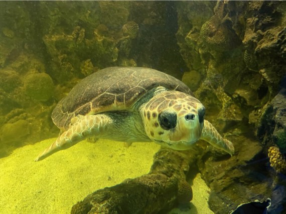 Ocean Aquarium