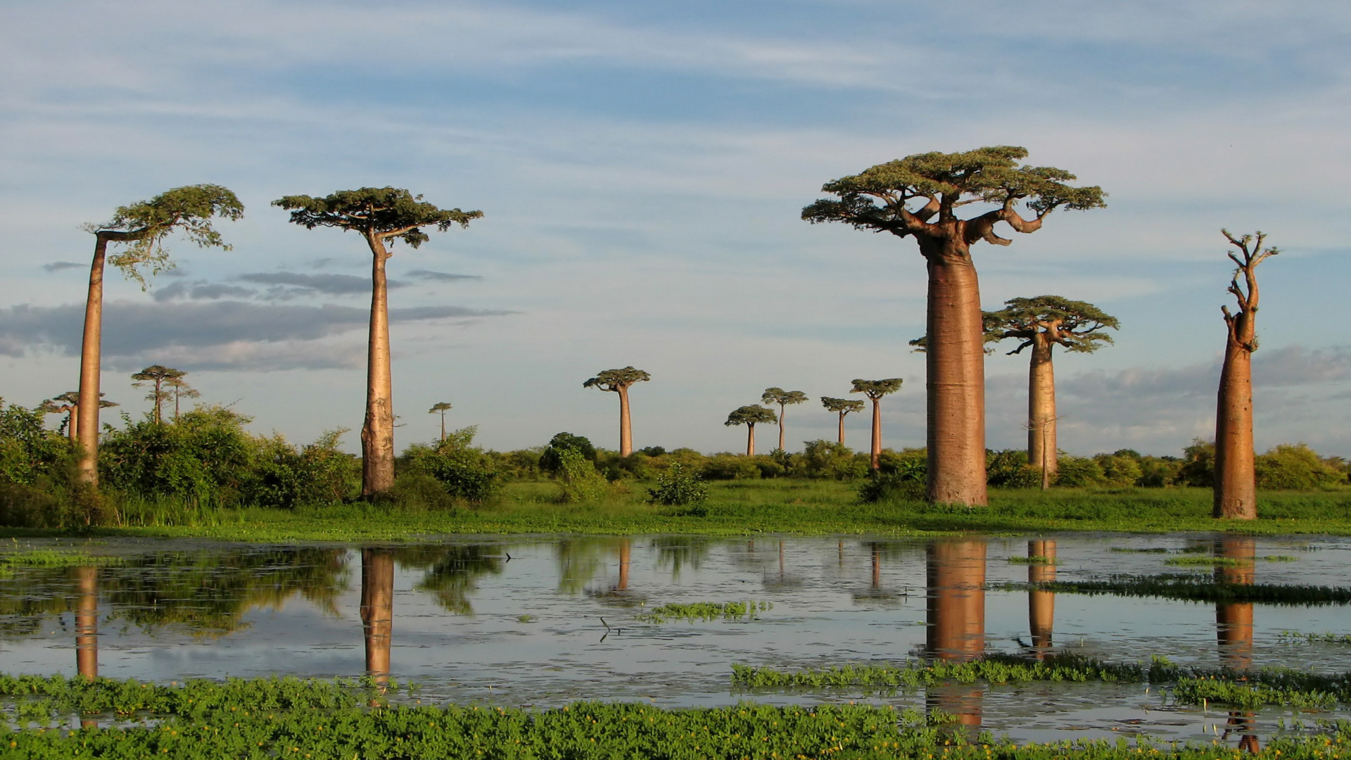 Мадагаскар